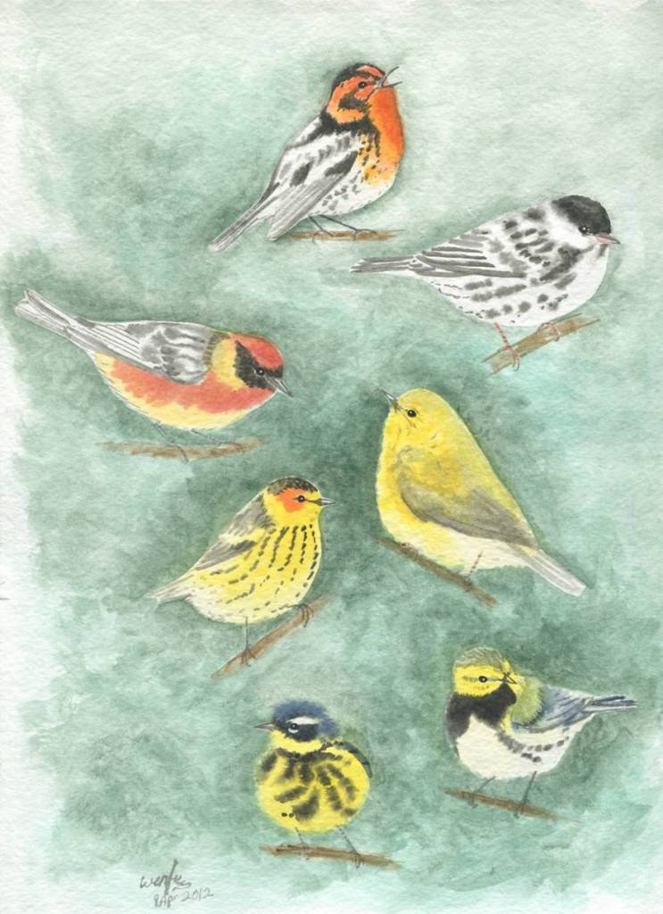 Setophaga Warblers Evergreen by Wenfei Tong