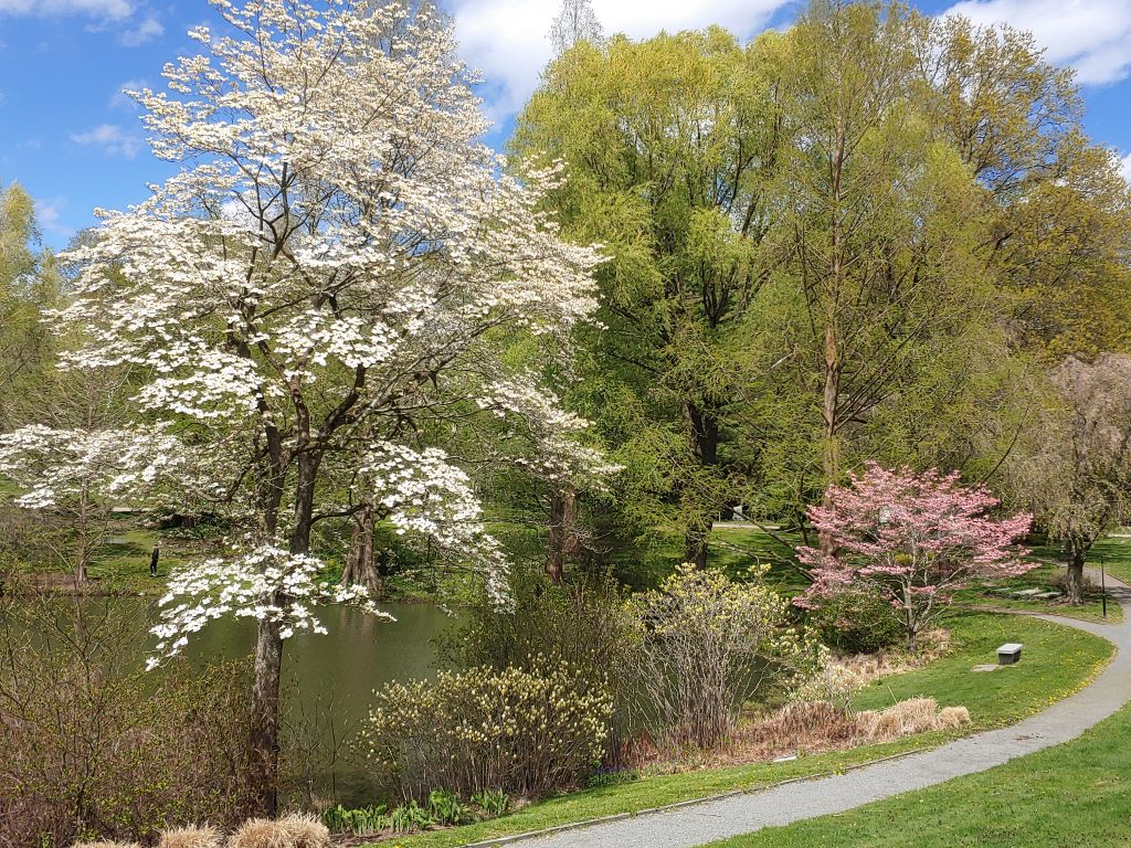 White Flowering Dogwood tree in peak bloom on bank of Willow Pond.