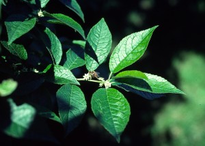Ilex verticillata leaves and flowers