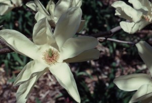 Magnolia 'Elizabeth"