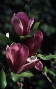Magnolia x soulangiana, saucer magnolia