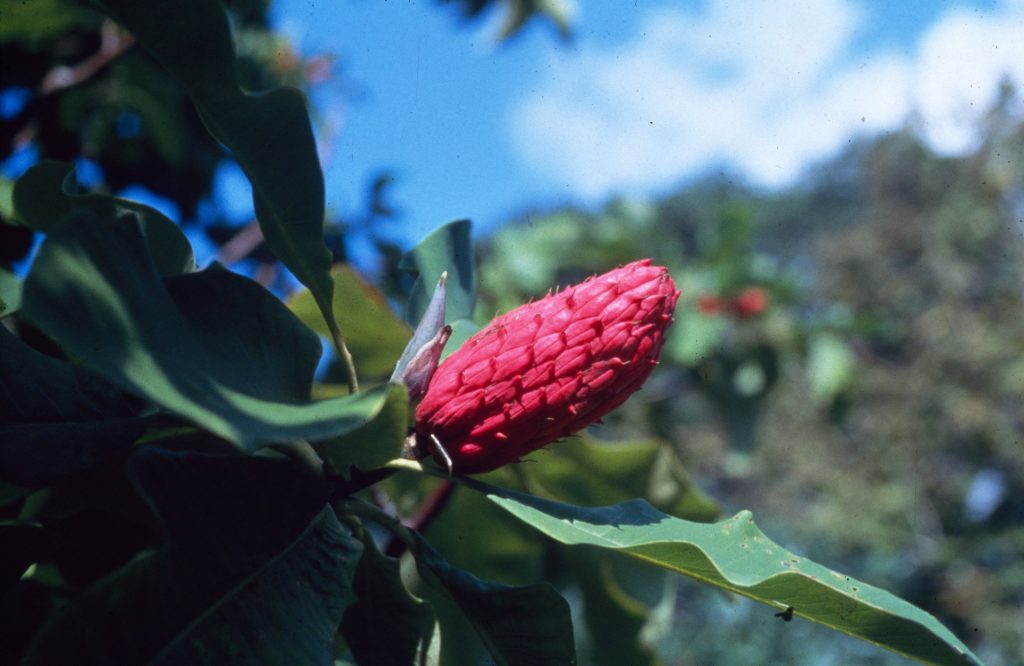 Magnolia tripetala fruit