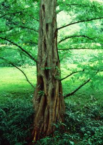 metasequoia-glyptostroboides-bark