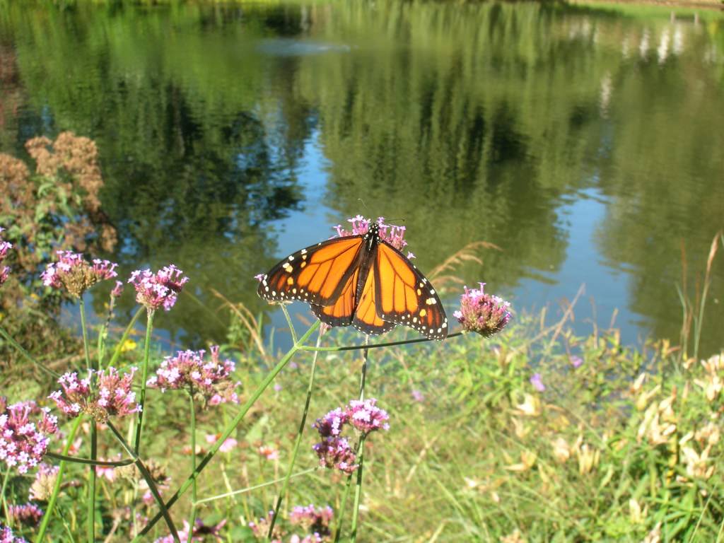 Monarch Butterfly at Willow Pond Butterfly Garden