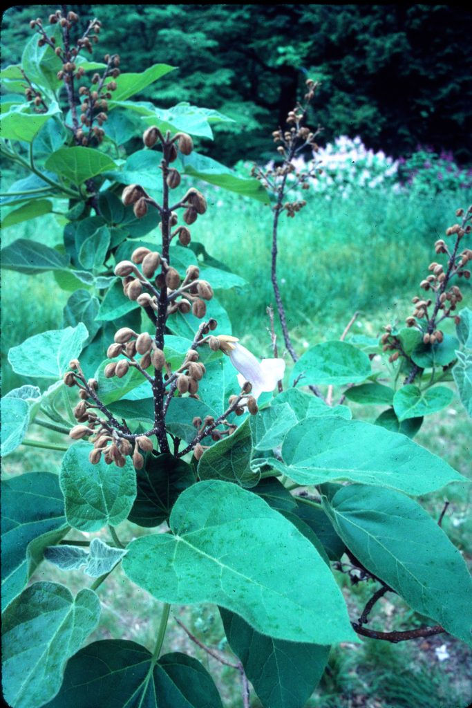 Paulownia Plant