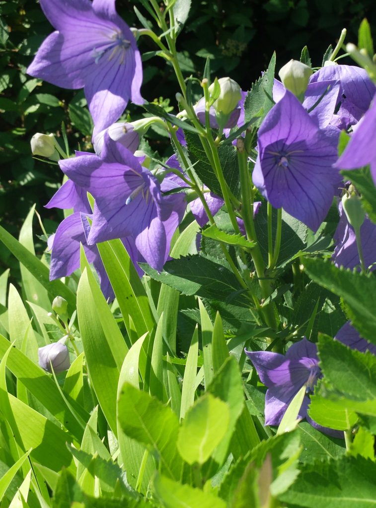 Purple flowers of Platycodon grandifloras