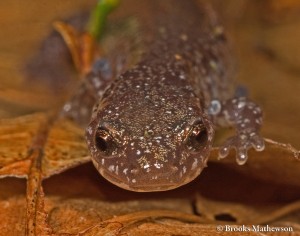 Red-backed Salamander. Photo by Brooks Mathewson