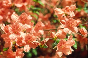 Rhododendron kaempferi close up
