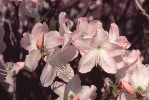 Rhododendron schlippenbachii close up