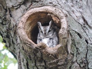 screech-owl