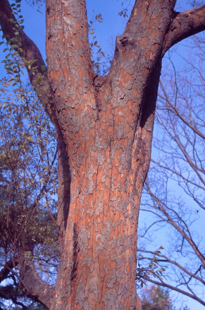 Lacebark Elm Tree