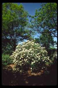 Viburnum rhytidophyllum habit flw