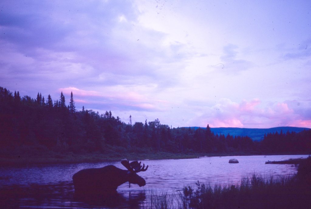 Moose in a lake