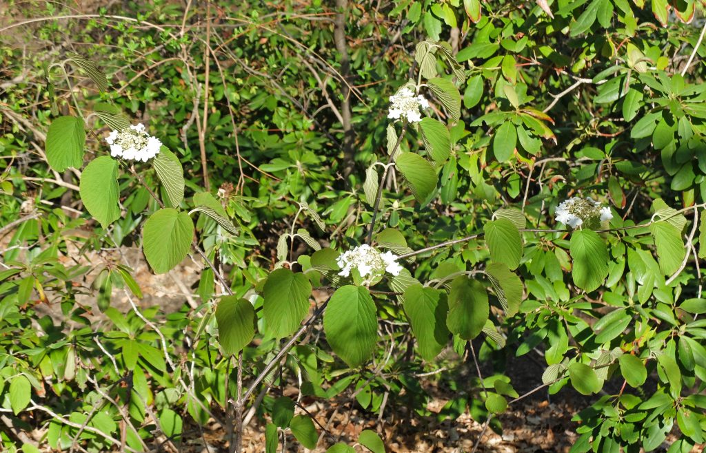 green leaves of hobblebush with flowers