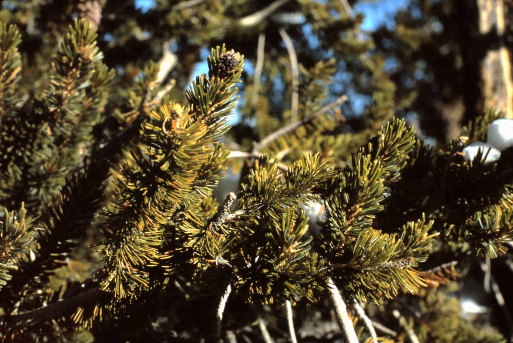 Close up image of pine needles on conifer