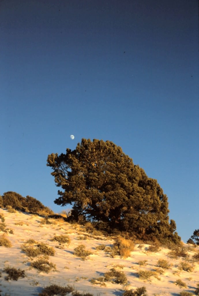 Bristlecone Pine on hillside