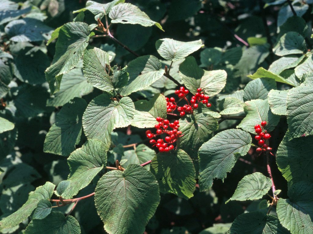 green leaves and red fruit